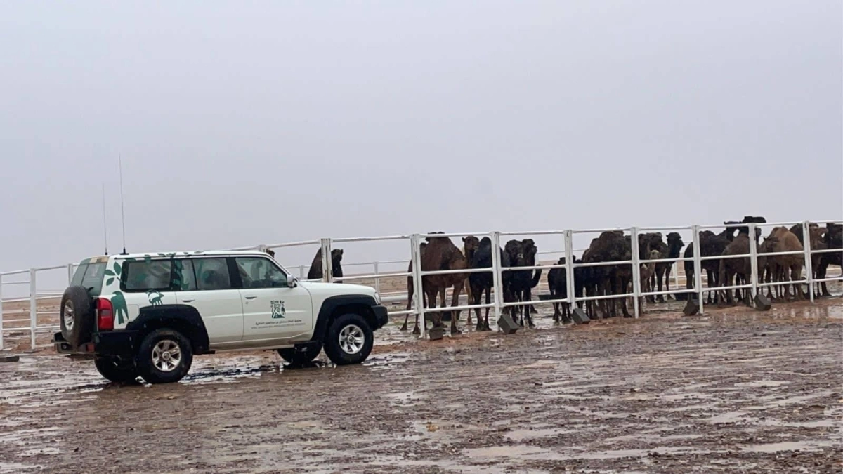 حصر الابل السائبة لوضعها في مسيجات (مكة)