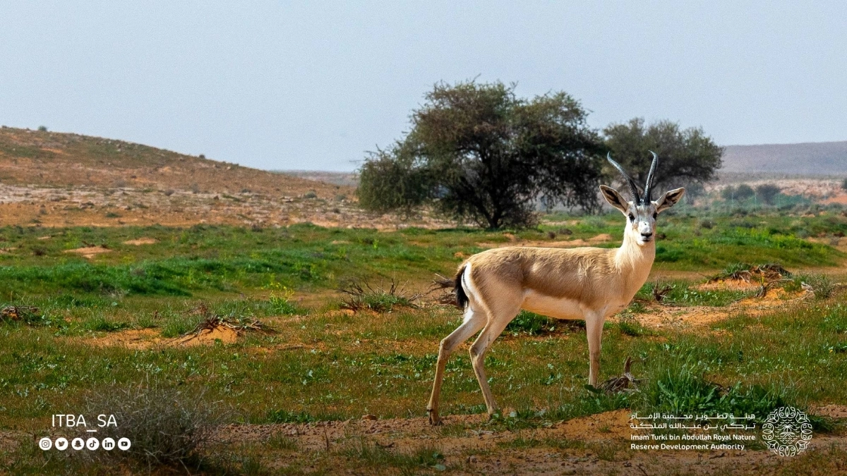 

من داخل محمية الإمام تركي