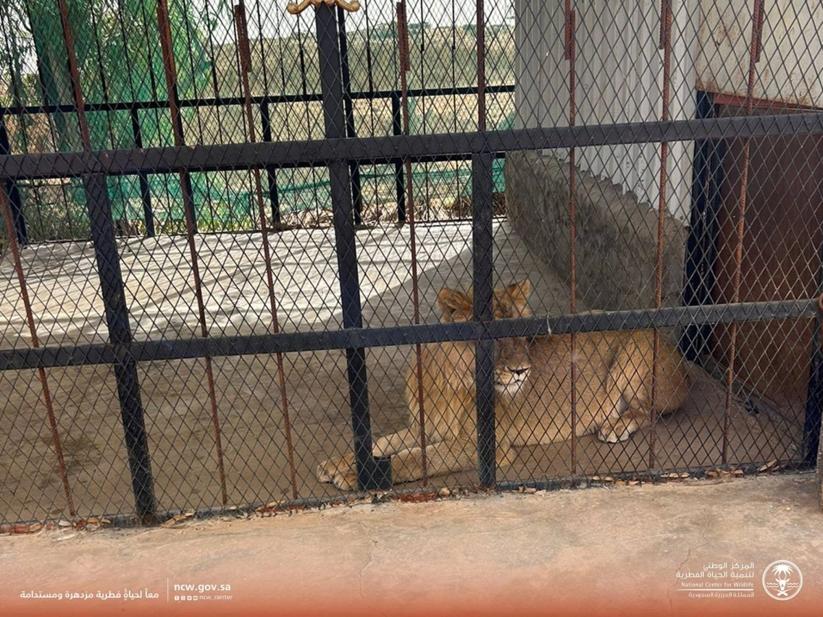 أسد بعد نقله عن طريق المركز (مكة)