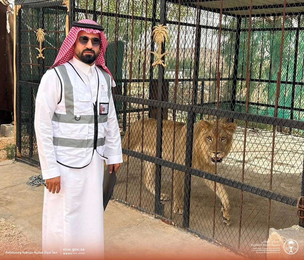 

مفتش بالمركز يقف أمام أسد عثر عليه               (مكة)