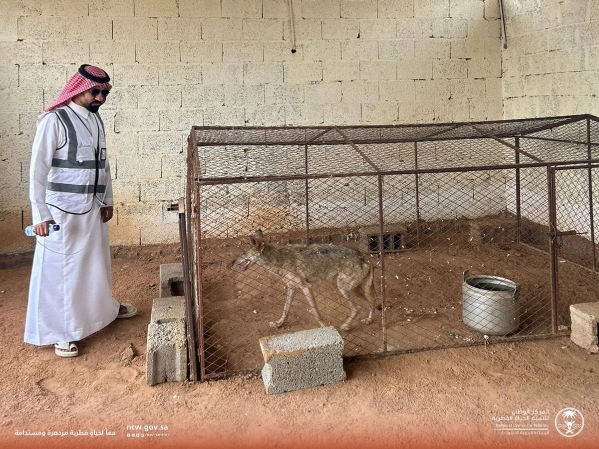 ذئب ضمن مفترسات تم ضبطها (مكة)