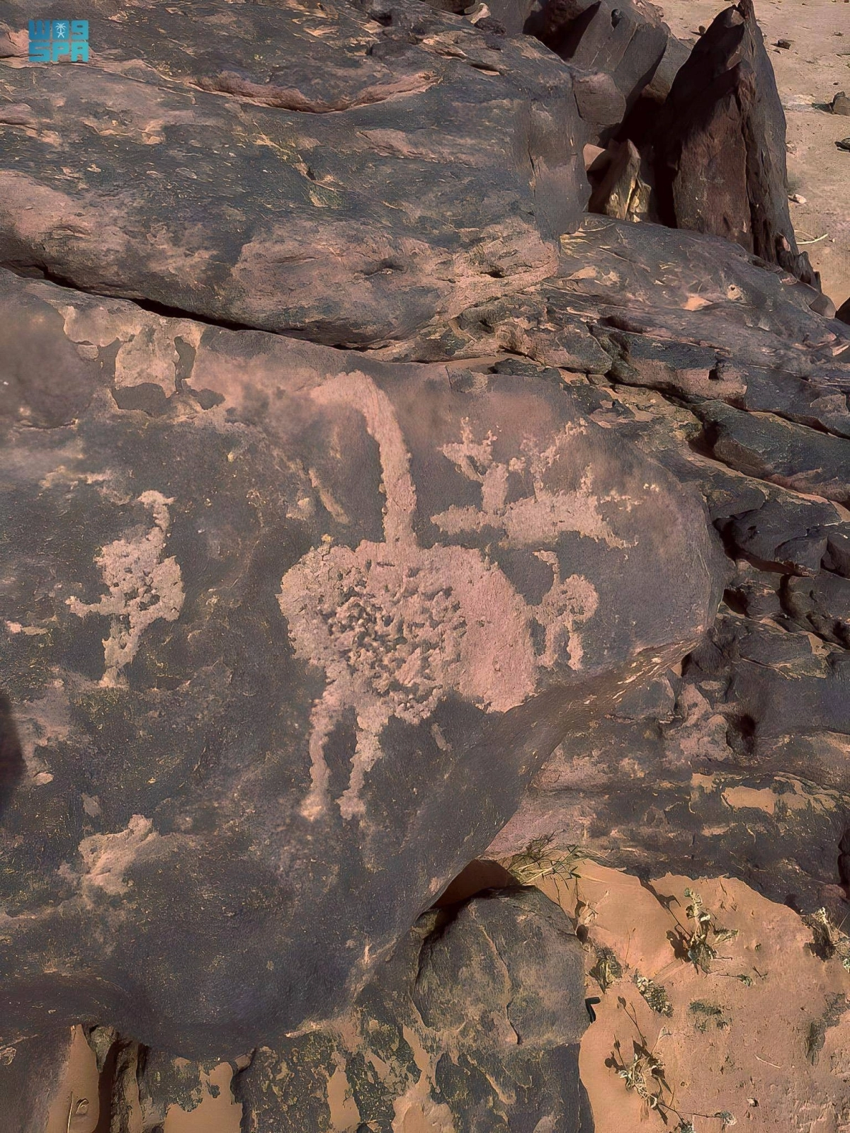 

النقوش الأثرية تخلد النعام العربي           (مكة)