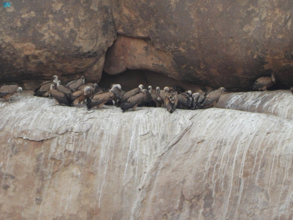 

 النسور السمراء في محمية الملك سلمان                              (مكة)