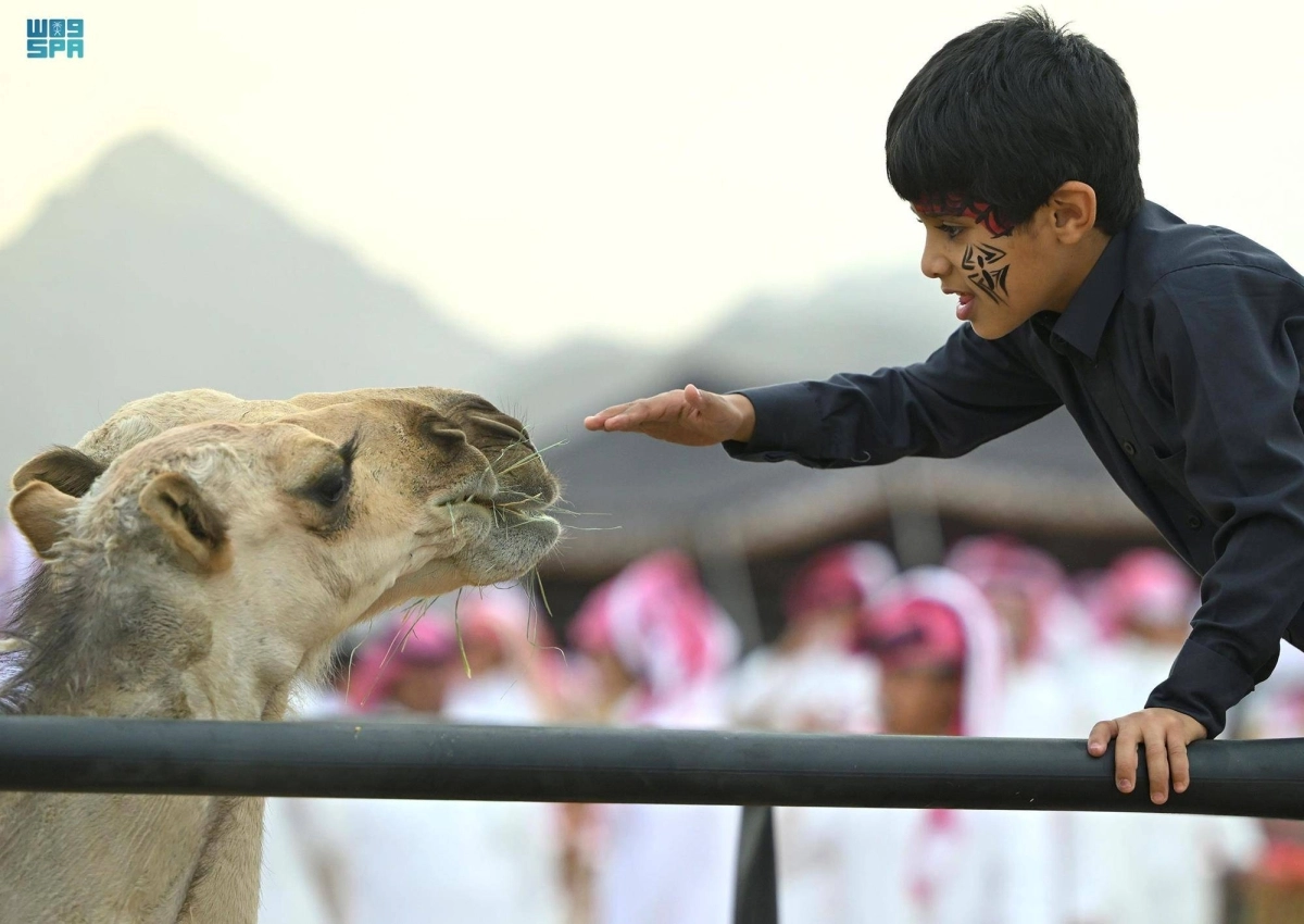 طفل يداعب احد الابل المشاركة (مكة)