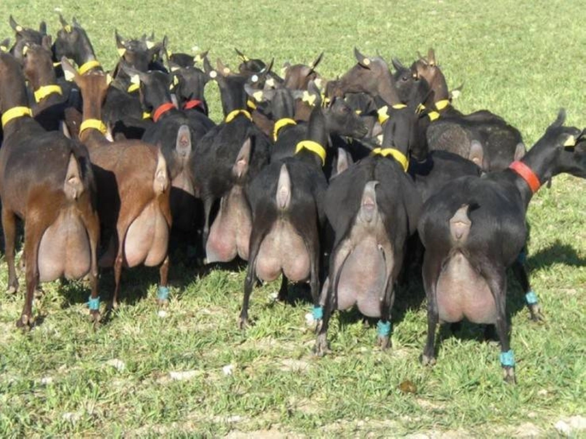 

ماعز المورسيانو