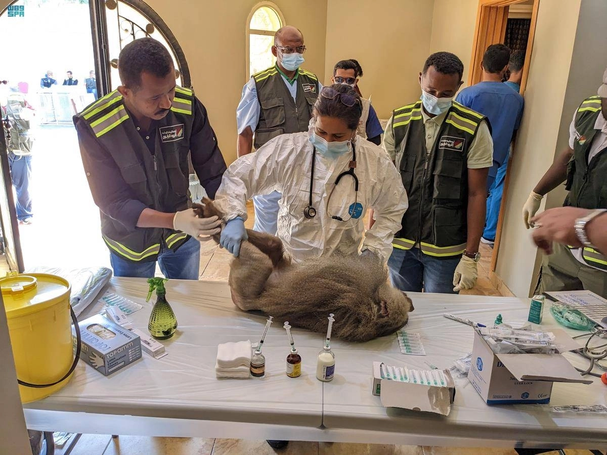 

معالجة قرود البابون المصابة                            (مكة)