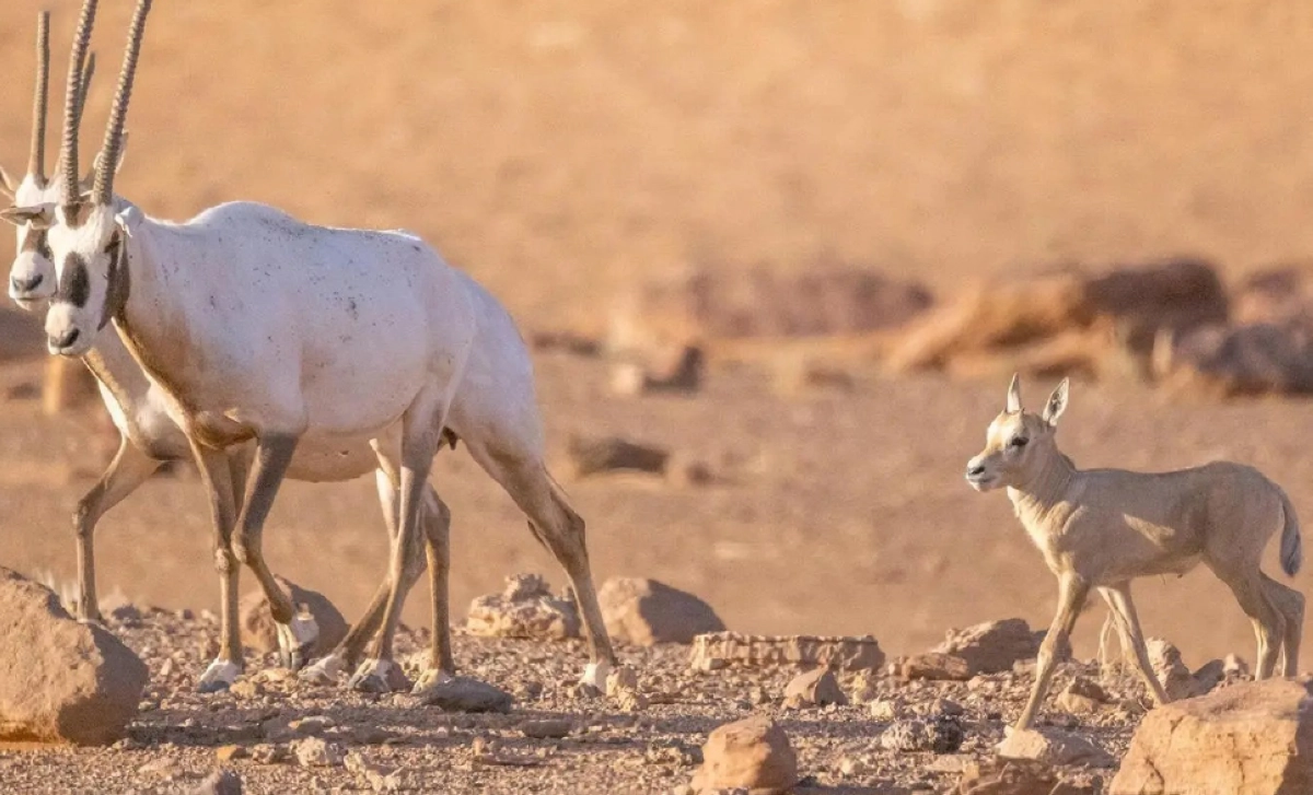 حيوانات برية داخل المحمية (مكة)
