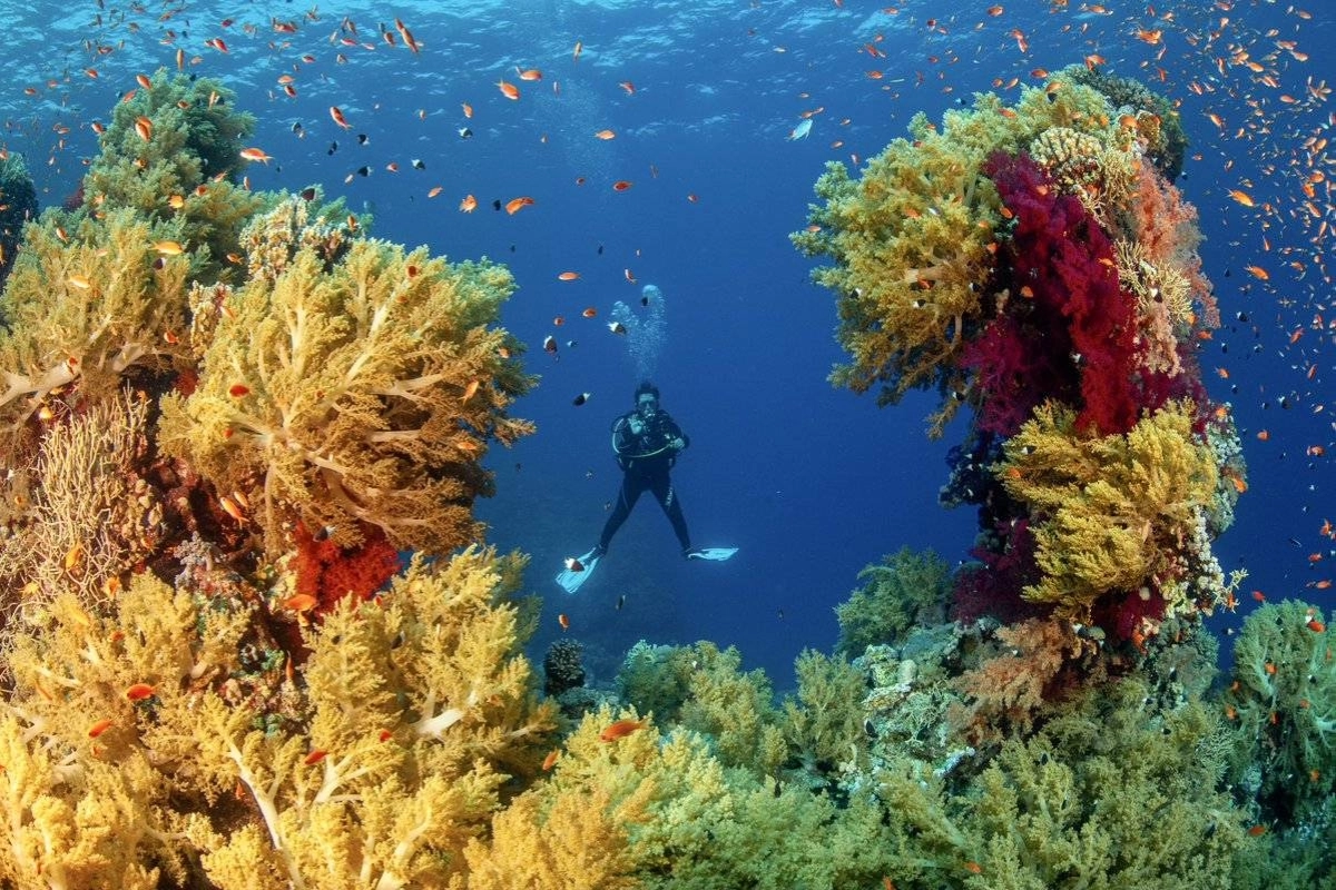 

شعاب مرجانية بالبحر الأحمر    (مكة)