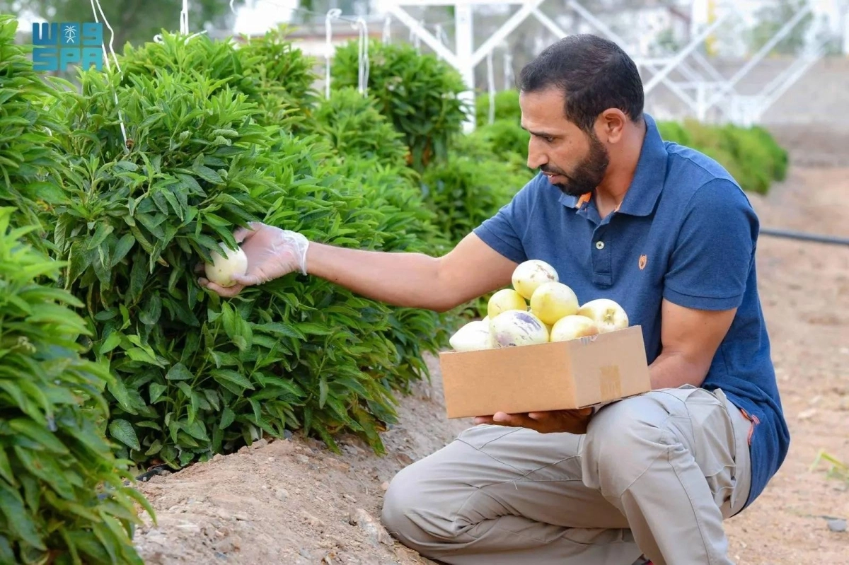 المالكي مع ثمار البيبينو (مكة)