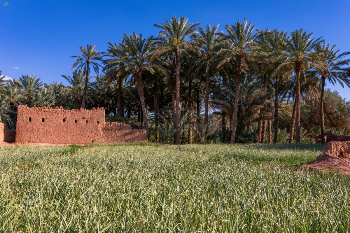 طبيعة ساحرة بالعلا (مكة)