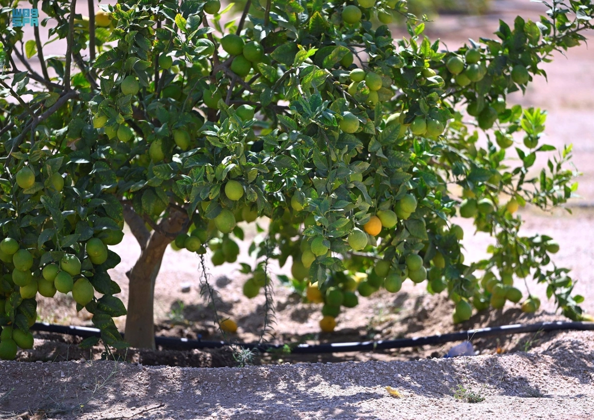 إنتاج الموالح بالمزرعة (مكة)