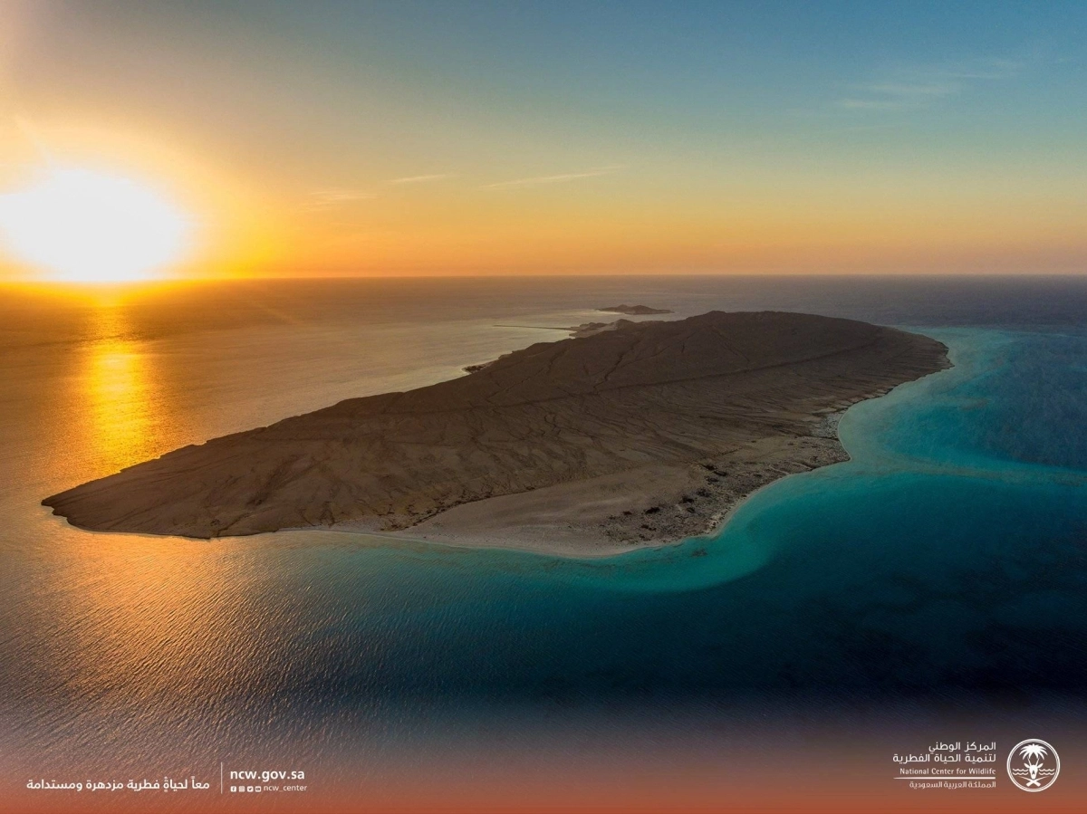 


التنوع الأحيائي في جزر البحر الأحمر                                            (مكة) 