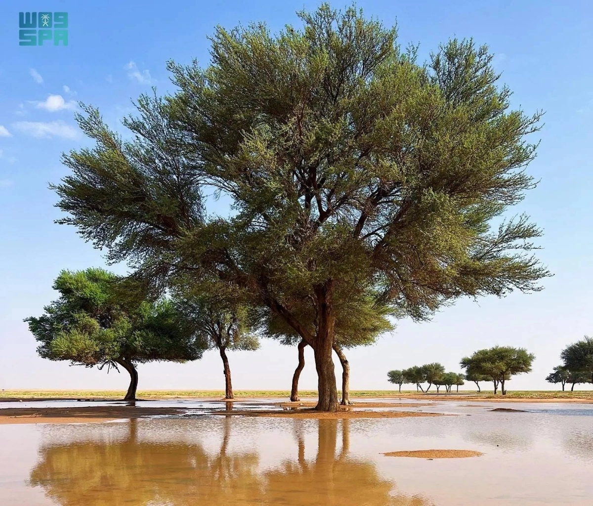 اشجار نادرة في المحمية