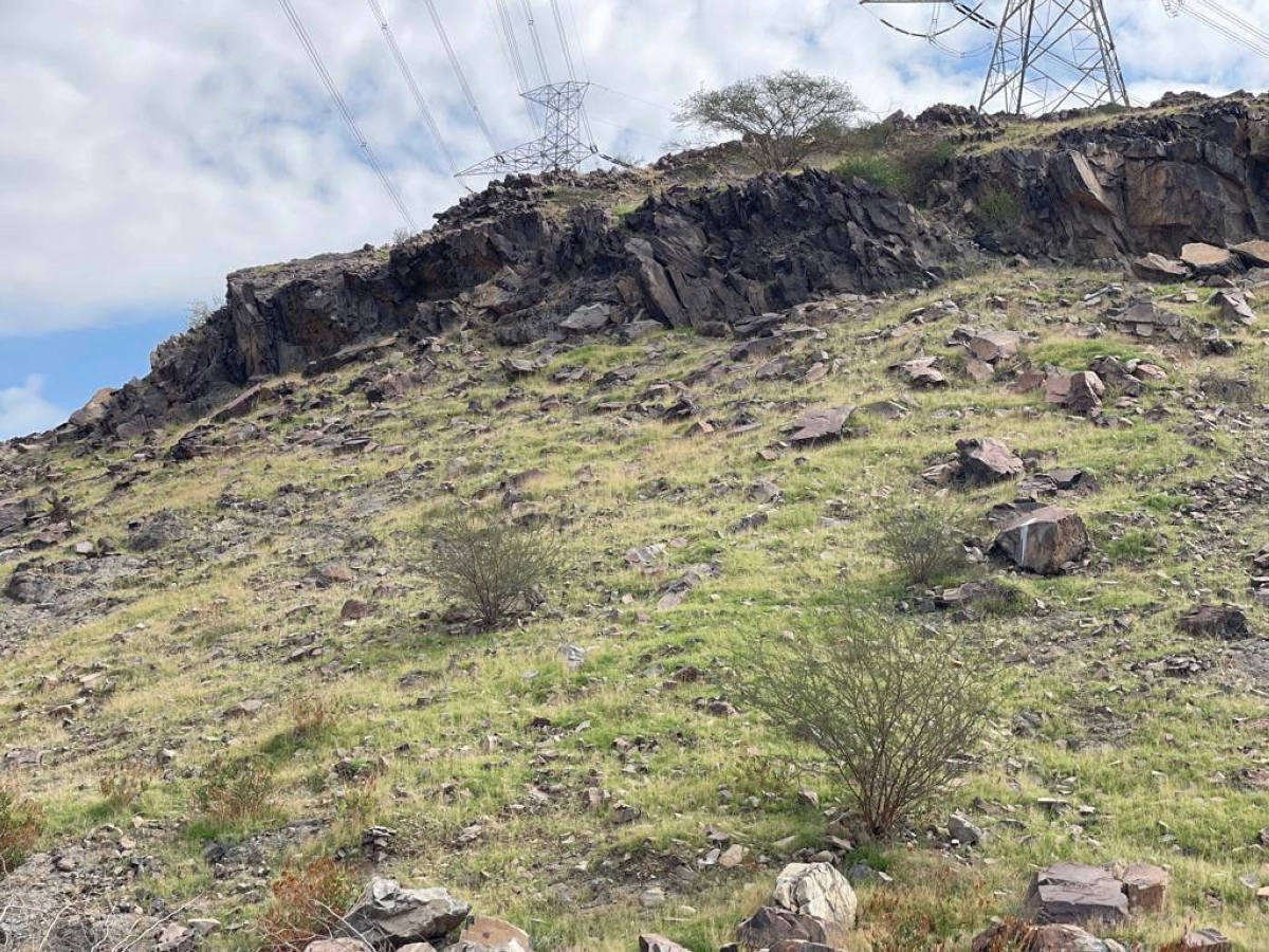 أعشاب خضراء تغطي الجبال                               (مكة)