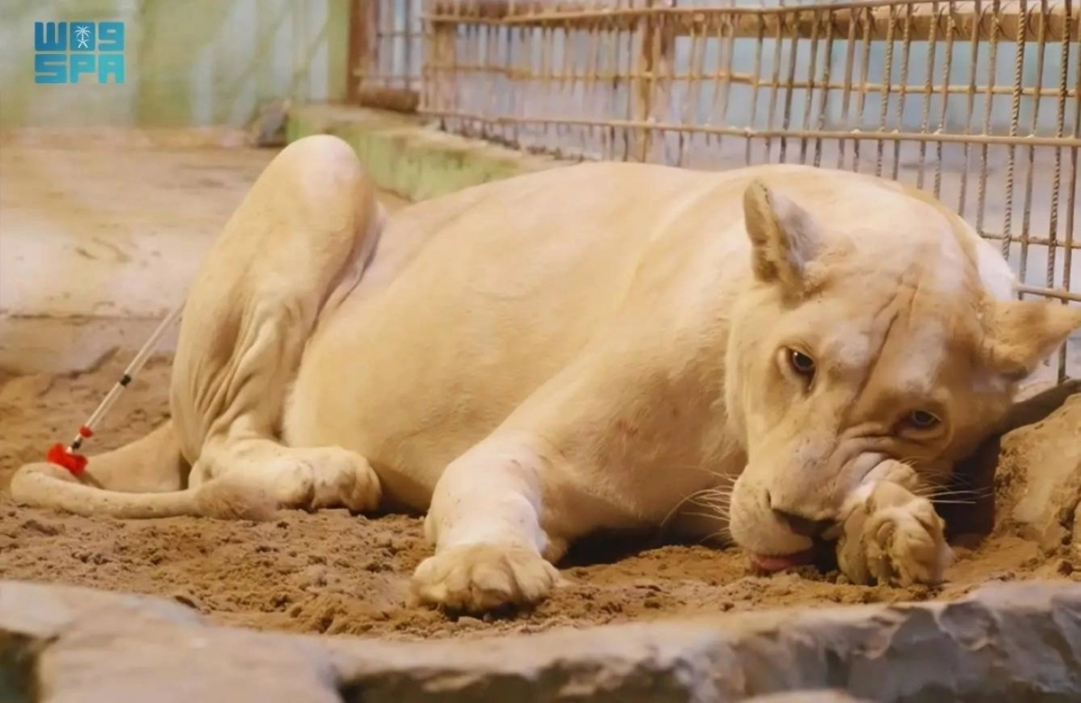 


من الحيوانات المفترسة المعروضة               (مكة) 