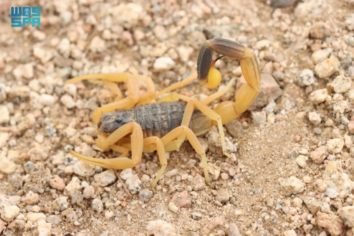 العقرب الذي تم اكتشافه (مكة)