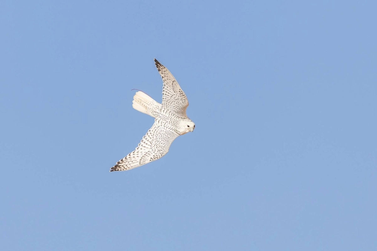 c2444c2d-739e-44ce-ba3f-22d3c30e4587