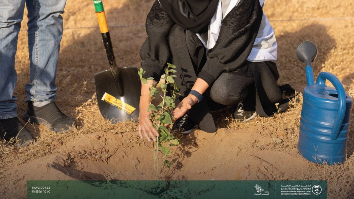 


تنمية الغطاء النباني هدف أساسي لمواجهة التصحر 