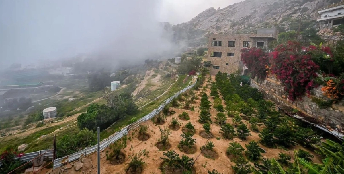 مزارع بُن شدوي