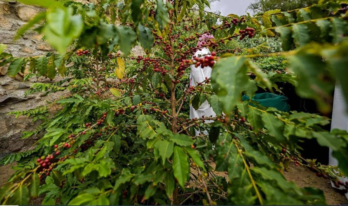 من أحد مزارع البُن الشدوي