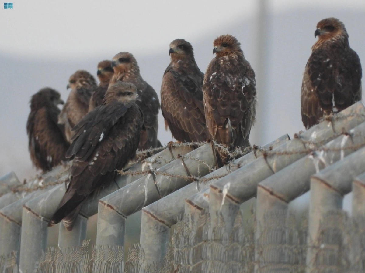 


من تجمعات طيور الحدأة السوداء  (مكة) 