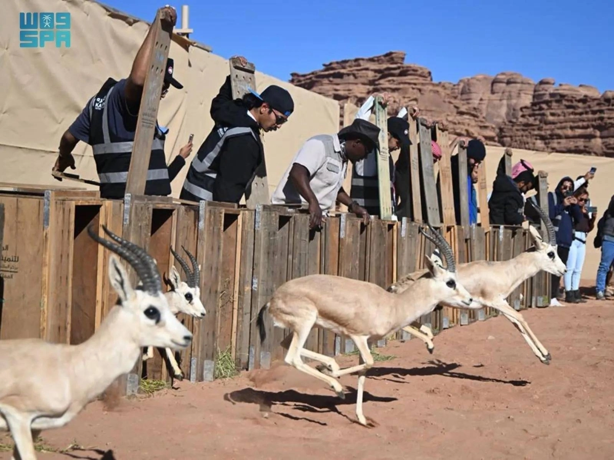 


لحظة إطلاق الكائنات الفطرية                  (مكة) 