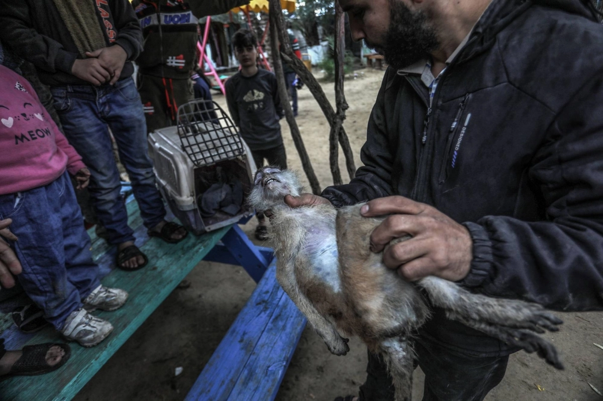 حتى الحيوانات ماتت في غزة (د ب أ)