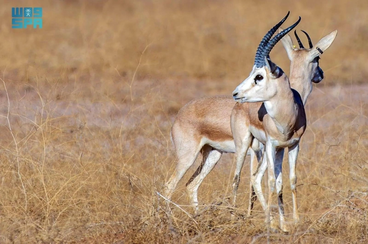 


غزالان بإحدى المحميات                    (مكة)      