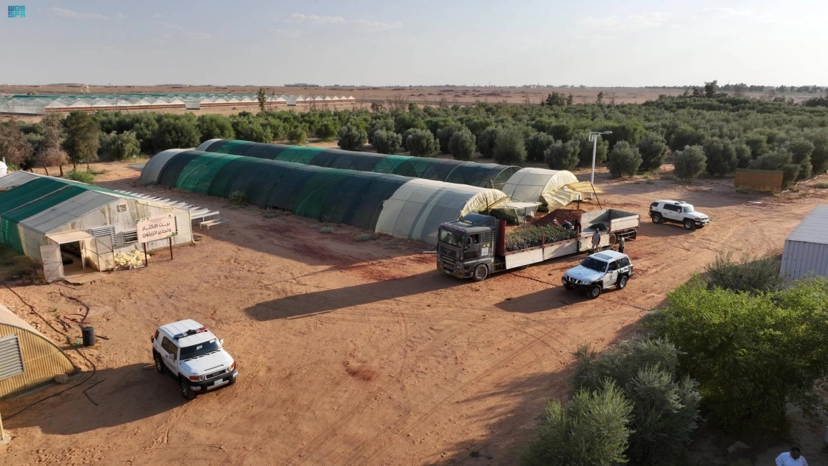 


جانب من زراعة الشتلات المحلية في المحمية                                        (مكة)      