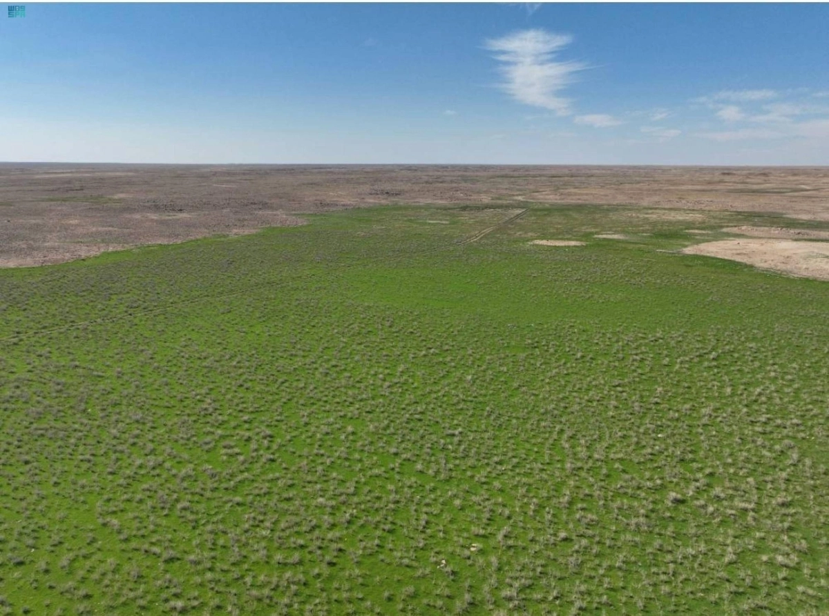 


أعشاب تغطي المحمية                                               (مكة) 