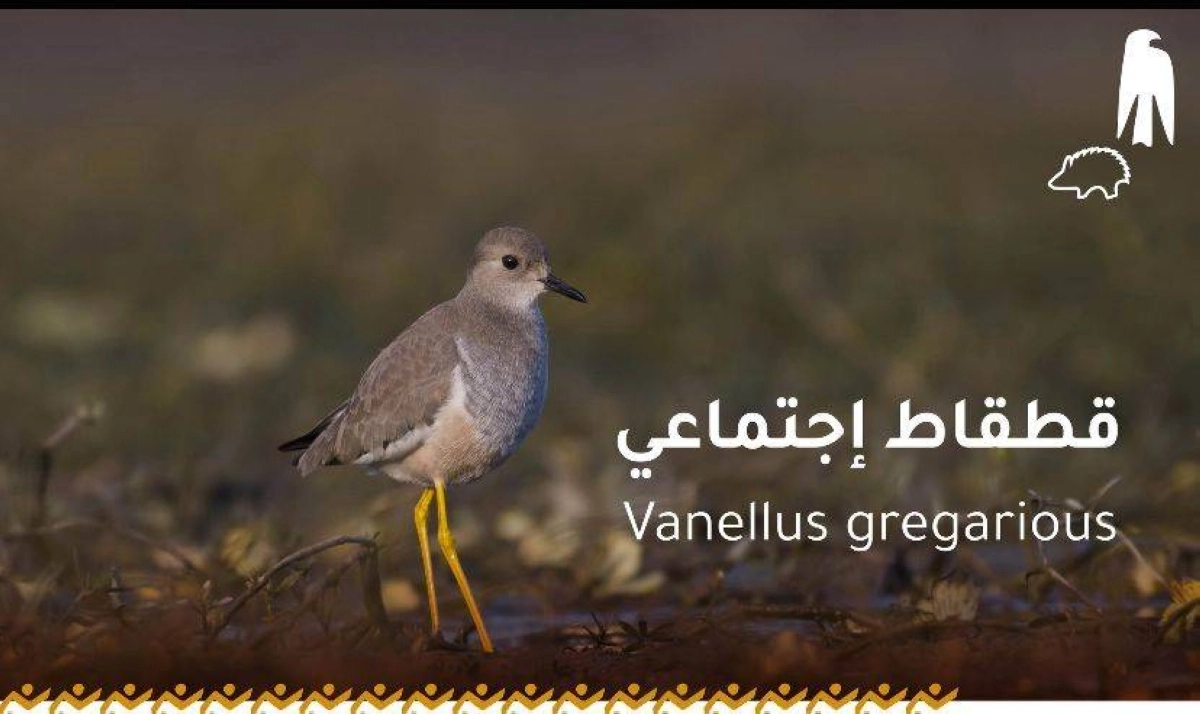 طائر القطقاط