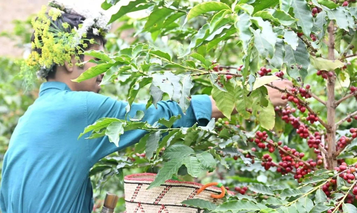 أثناء قطف البن في منطقة جازان