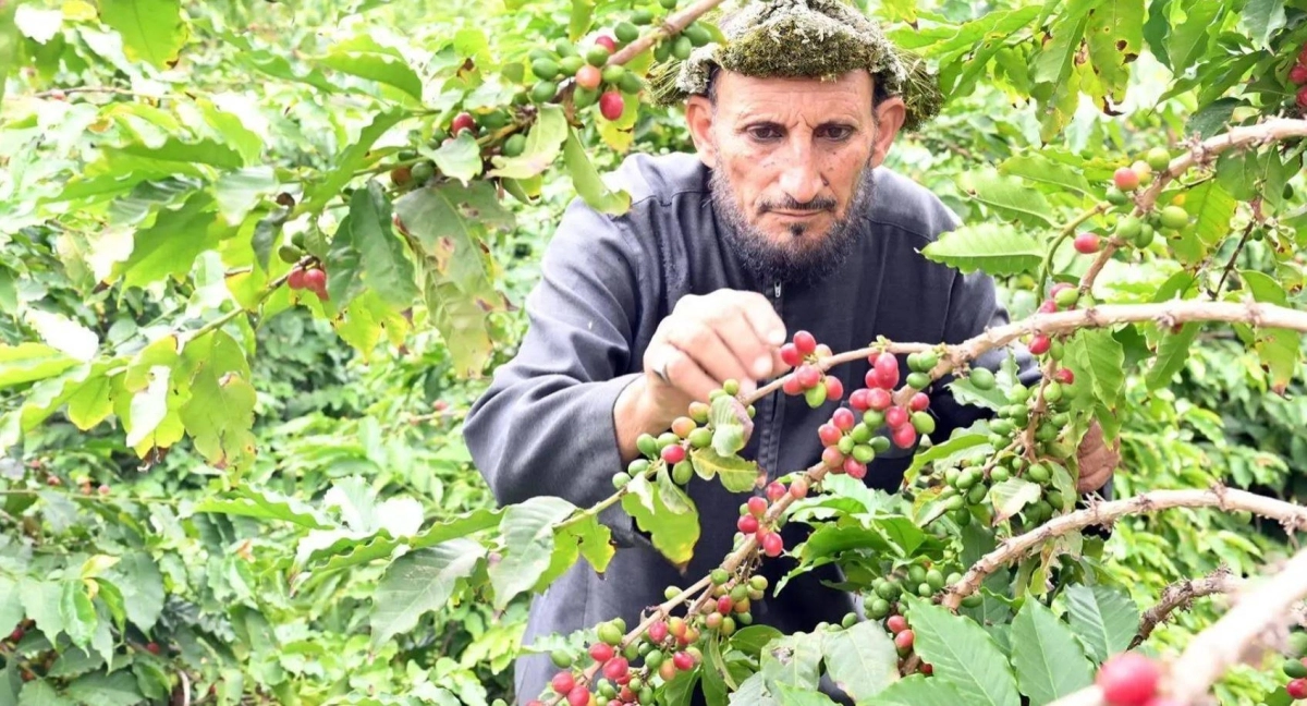 


مزارع يقطف البن في جازان 