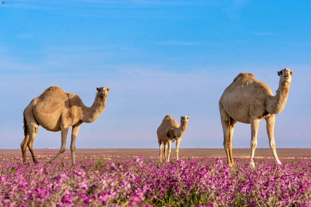 


إبل ترعى ببراري الصحراء الشمالية                   (مكة) 