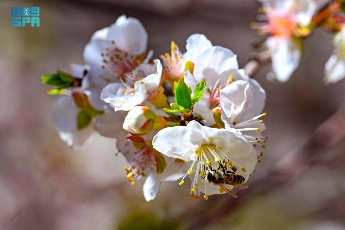 


أزهار المشمش                      (مكة) 