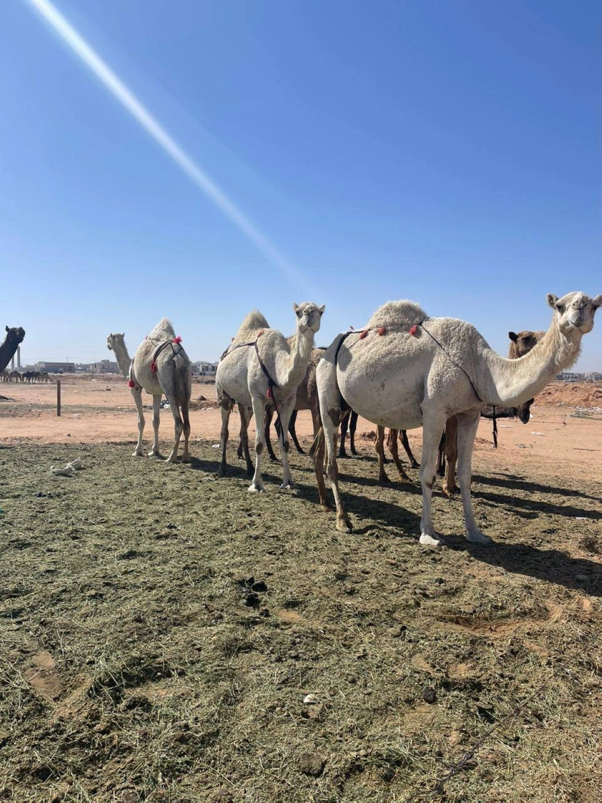 d7a0019e-7c28-4c51-965a-80062c912c2e