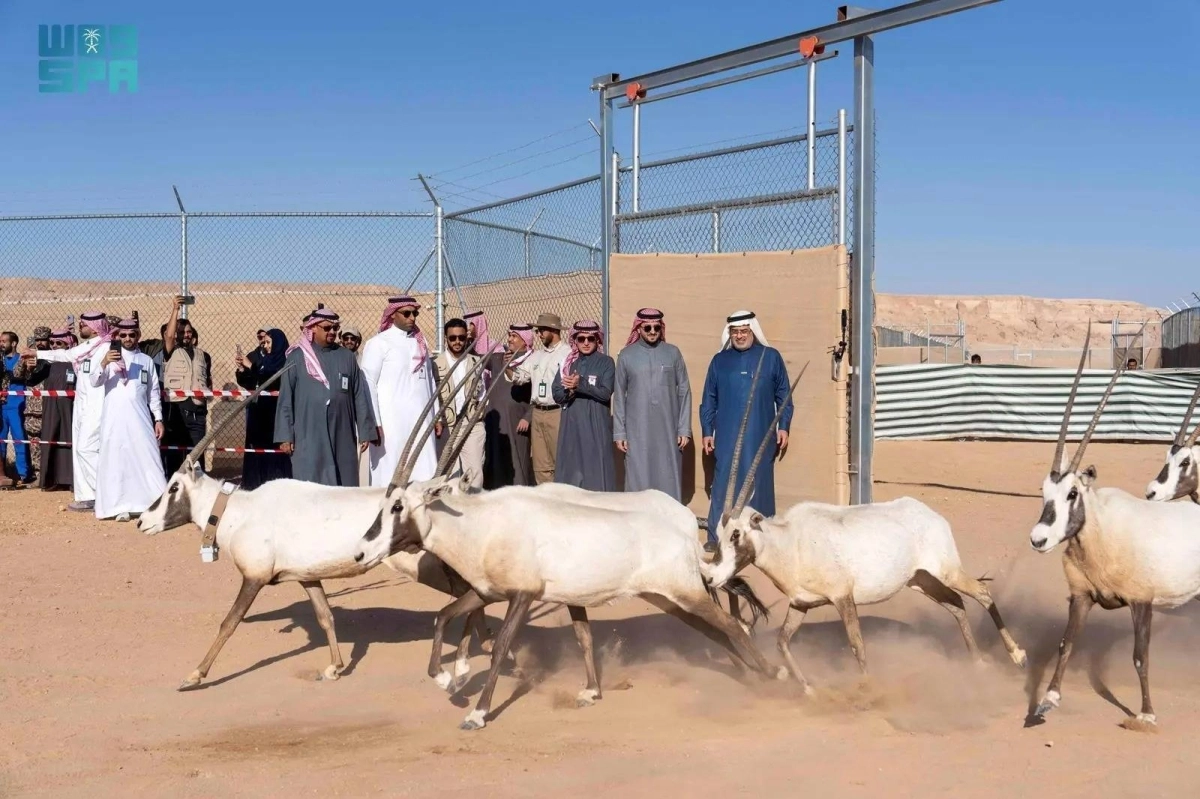 


من إعادة توطين غزلان المها                    (مكة) 