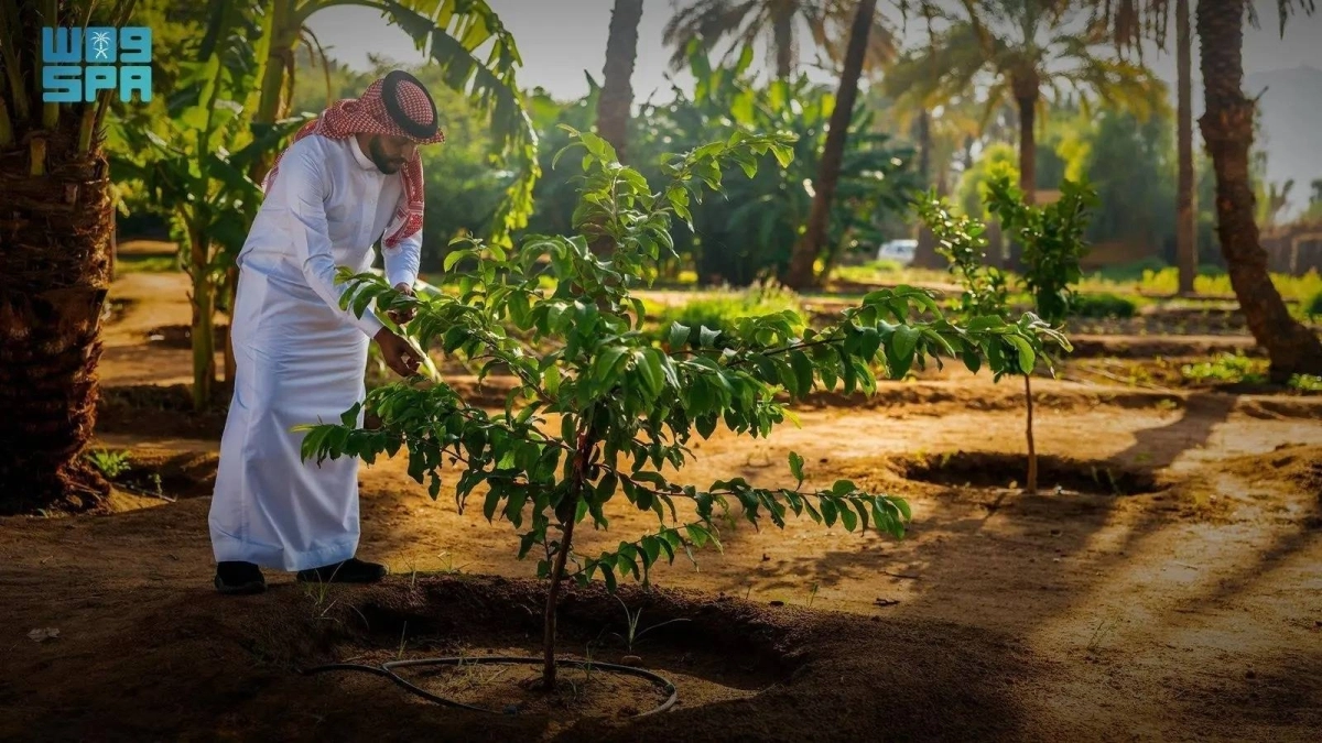 


اهتمام كبير بالتشجير           (مكة) 
