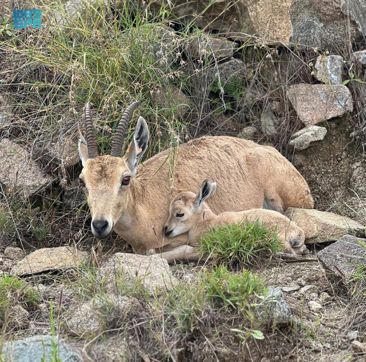 


ولادة وعول جبلية                        (مكة) 