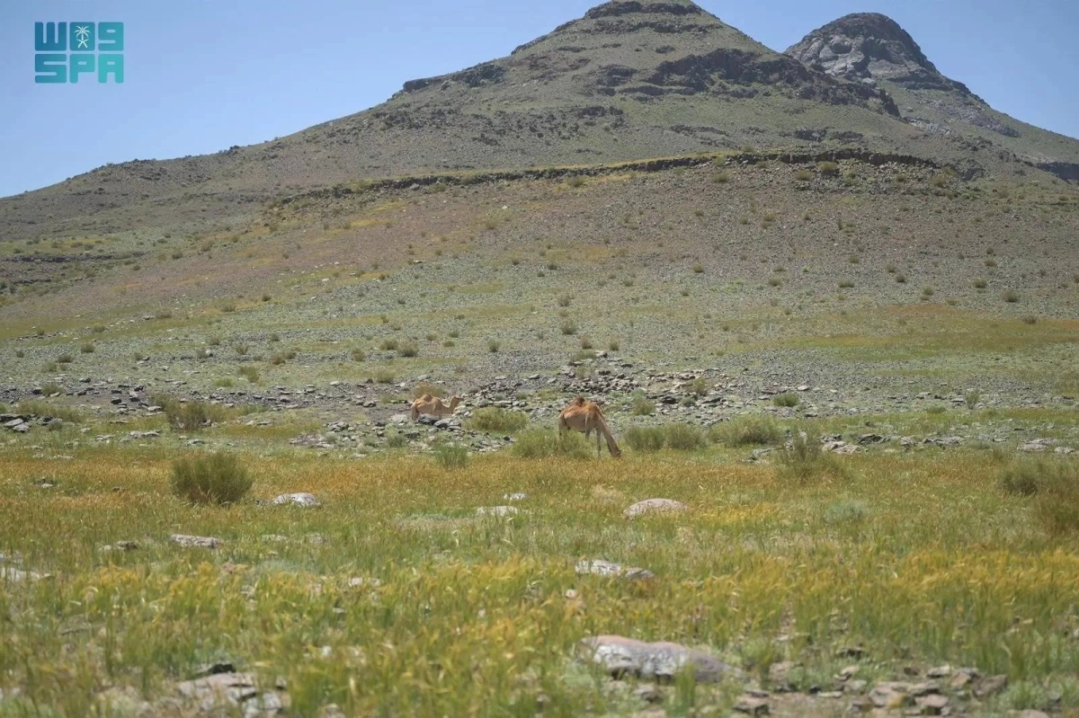 


أعشاب ربيعية في حرة تبوك                           (مكة) 