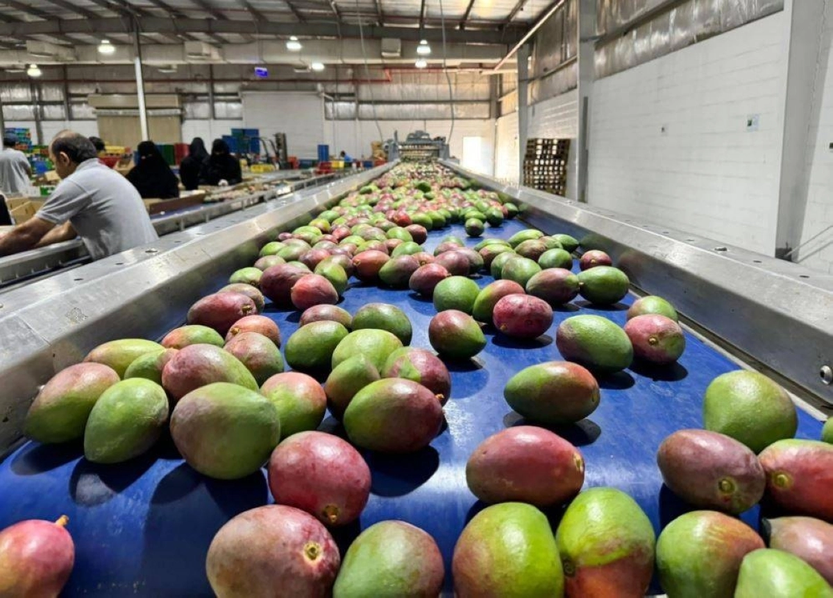 


جانب من إنتاج المانجو في جازان 