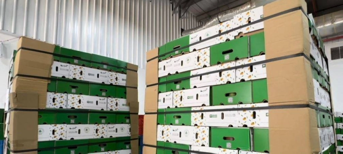 مانجو جازاني معد للتصدير