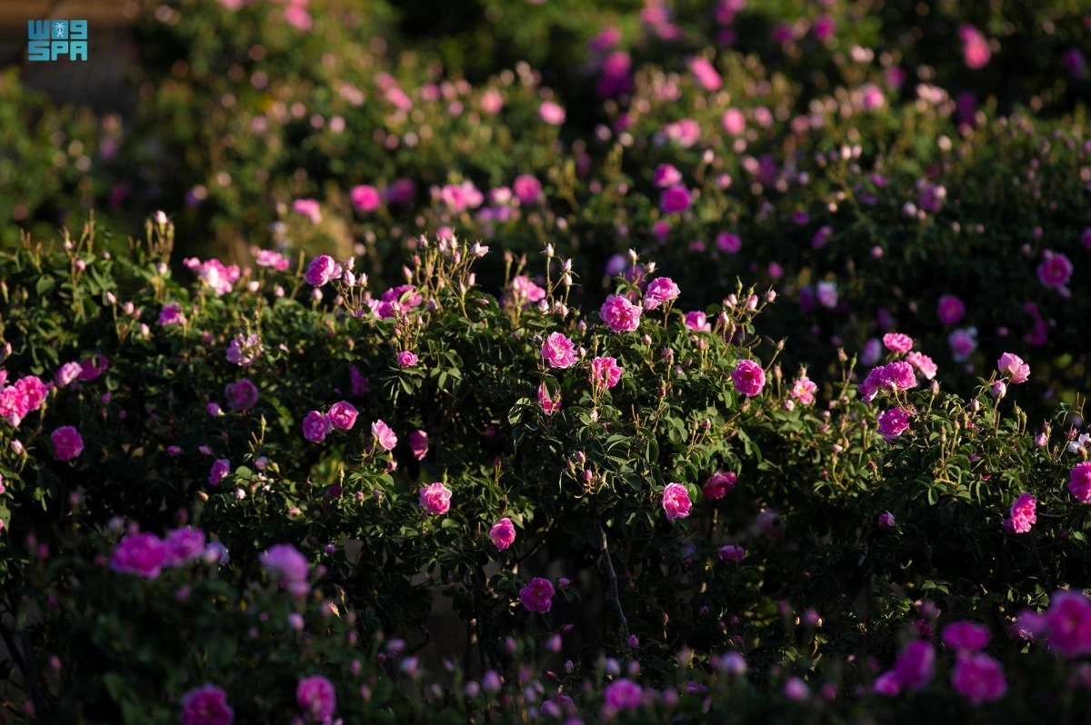 من مزارع الورد الطائفي