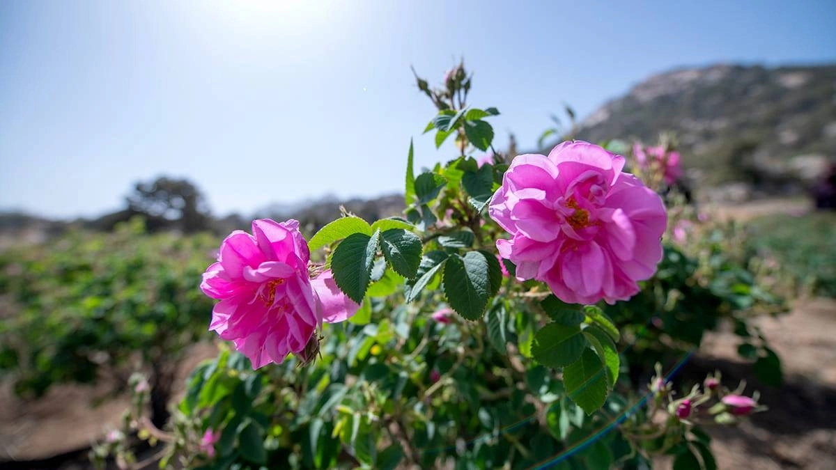 


من مزارع الورد الطائفي 