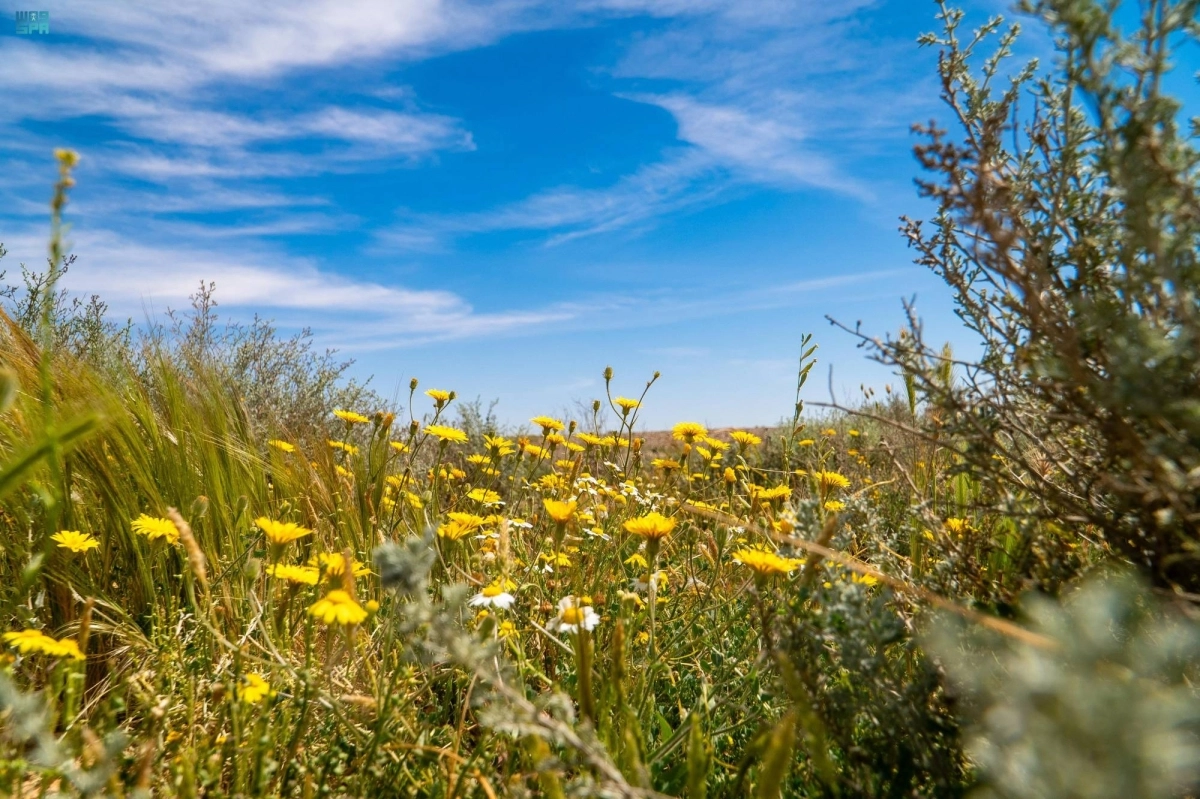 


نباتات وأزهار بالمحمية                  (مكة) 