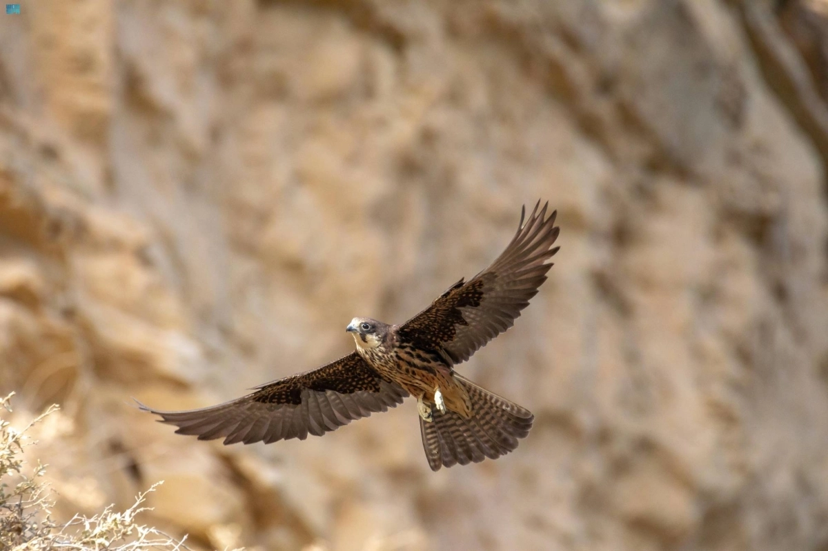 


الطيور المهاجرة تلعب دورا مهما بيئيا            (مكة) 
