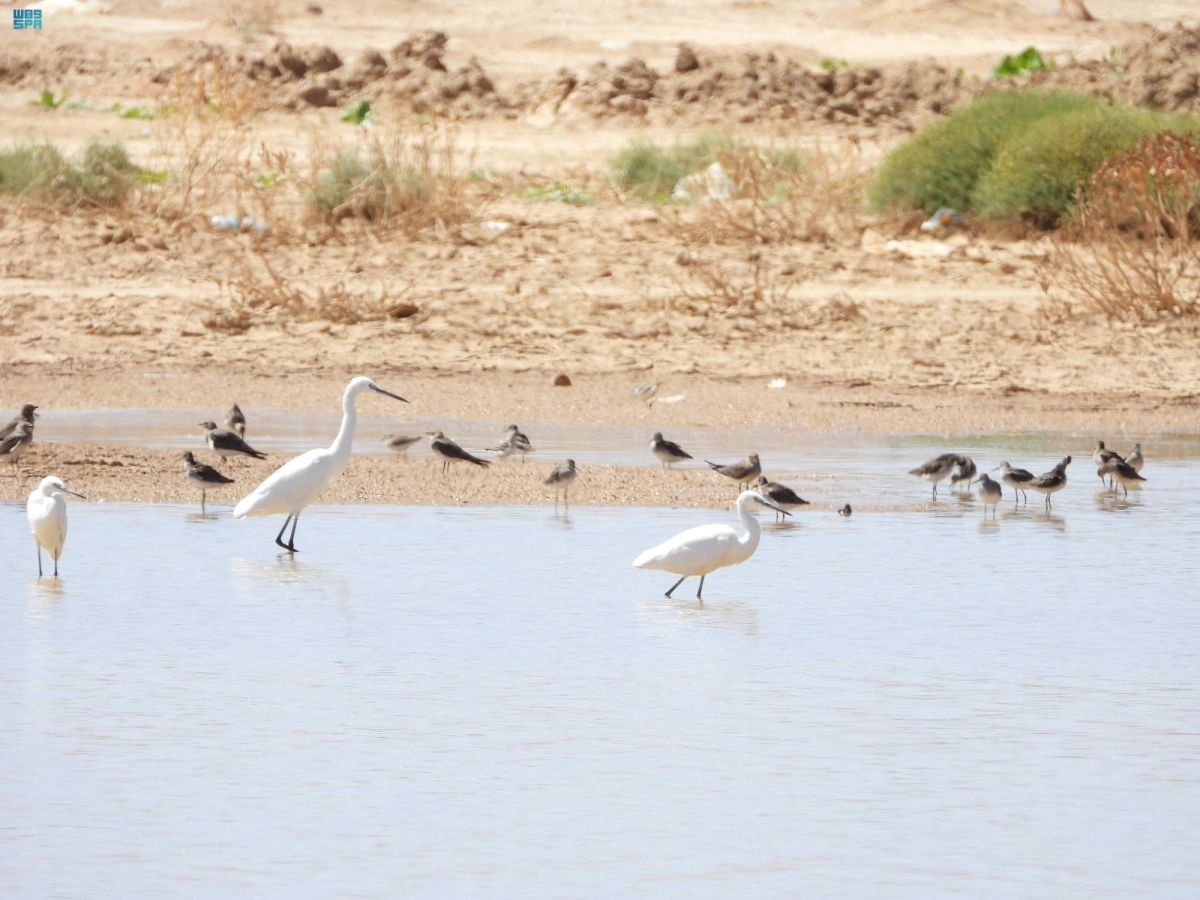


طيور في المحمية                 (مكة) 