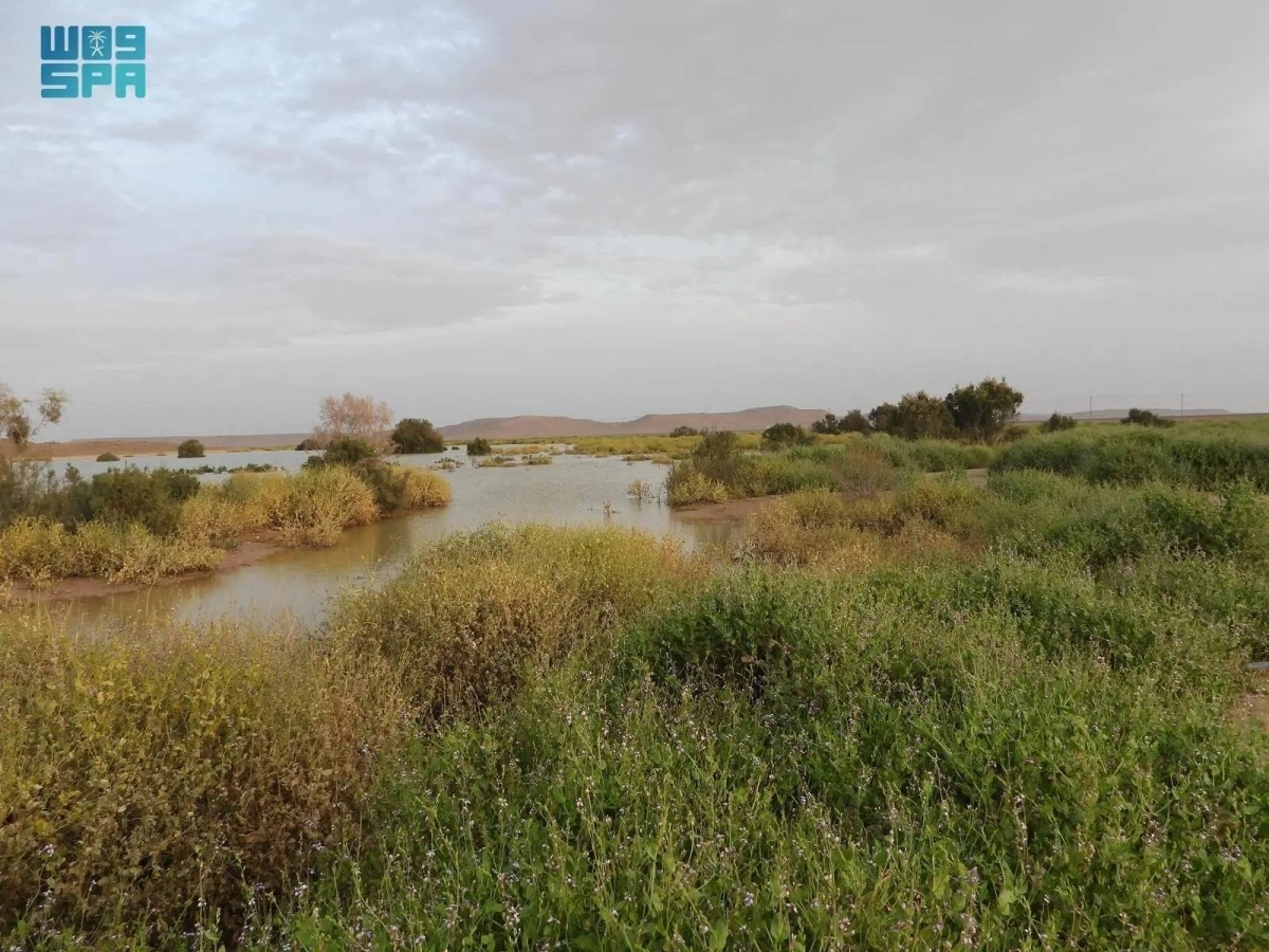 


محمية الملك سلمان                                                 (مكة) 