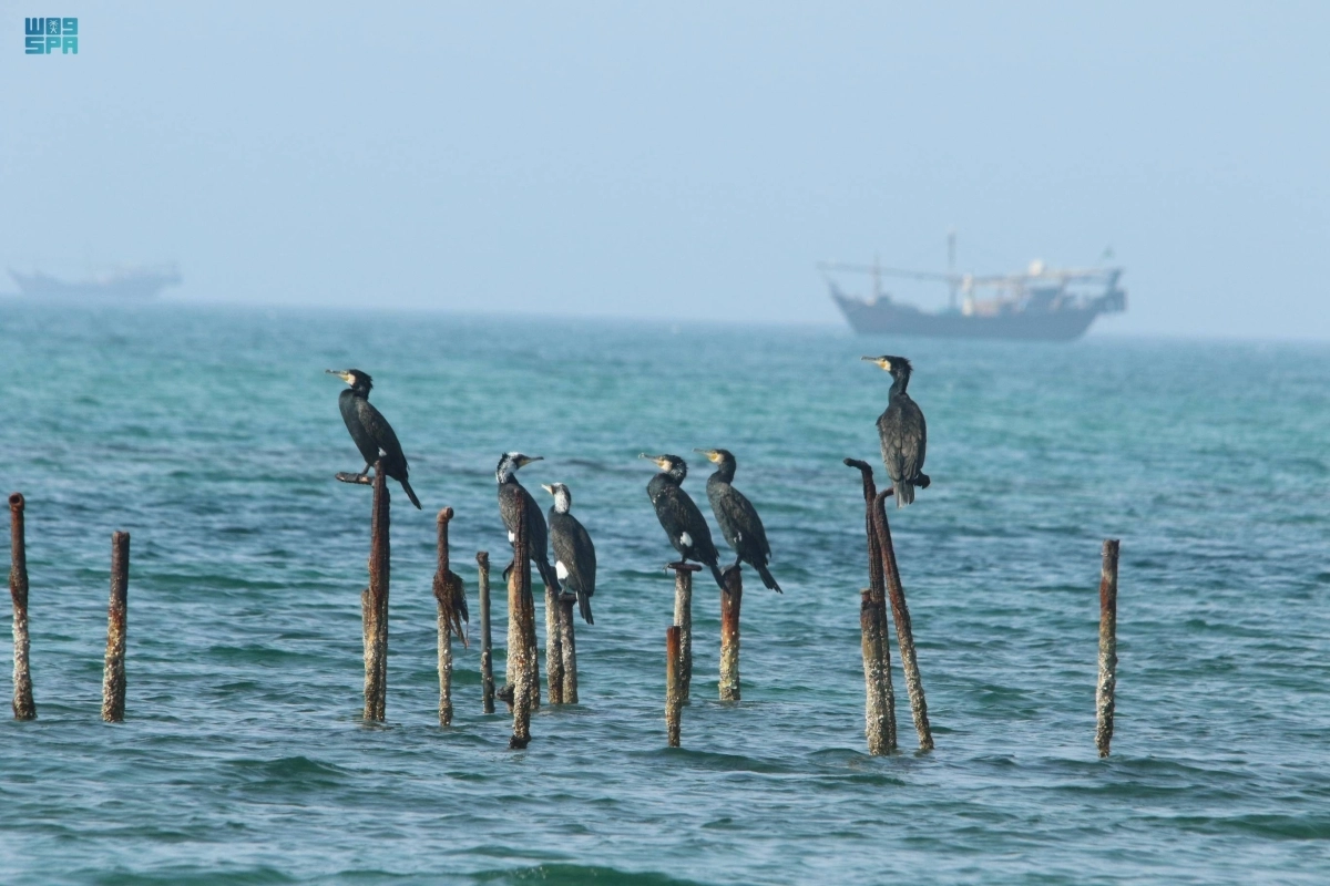 


المشروع يحدد المخاطر الطبيعية                                    (مكة) 