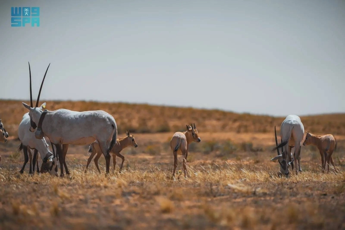 


وعول داخل المحمية                      (مكة) 
